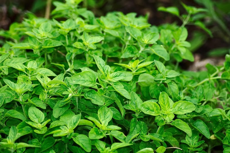 Oregano plant